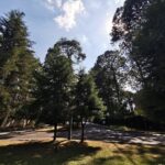 Exigen frenar la tala ilegal en la Montaña y Costa Chica